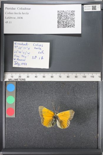 Media type: image;   Entomology 124331